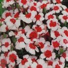 50 Seeds Dianthus- Merry go Round