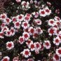 50 Seeds Dianthus- Merry go Round