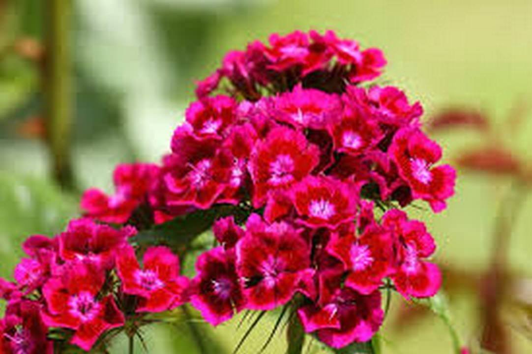100 Seeds Dianthus- Oeschburg