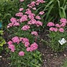 200 Seeds Dianthus- Pink Beauty