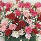 100 Seeds Dianthus- Sonata Mix