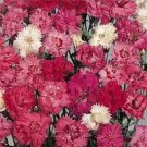 100 Seeds Dianthus- Spring Beauty Mix