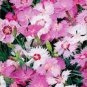 100 Seeds Dianthus- Spring Beauty Mix