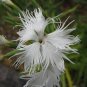100 Seeds Dianthus- Superbus- White