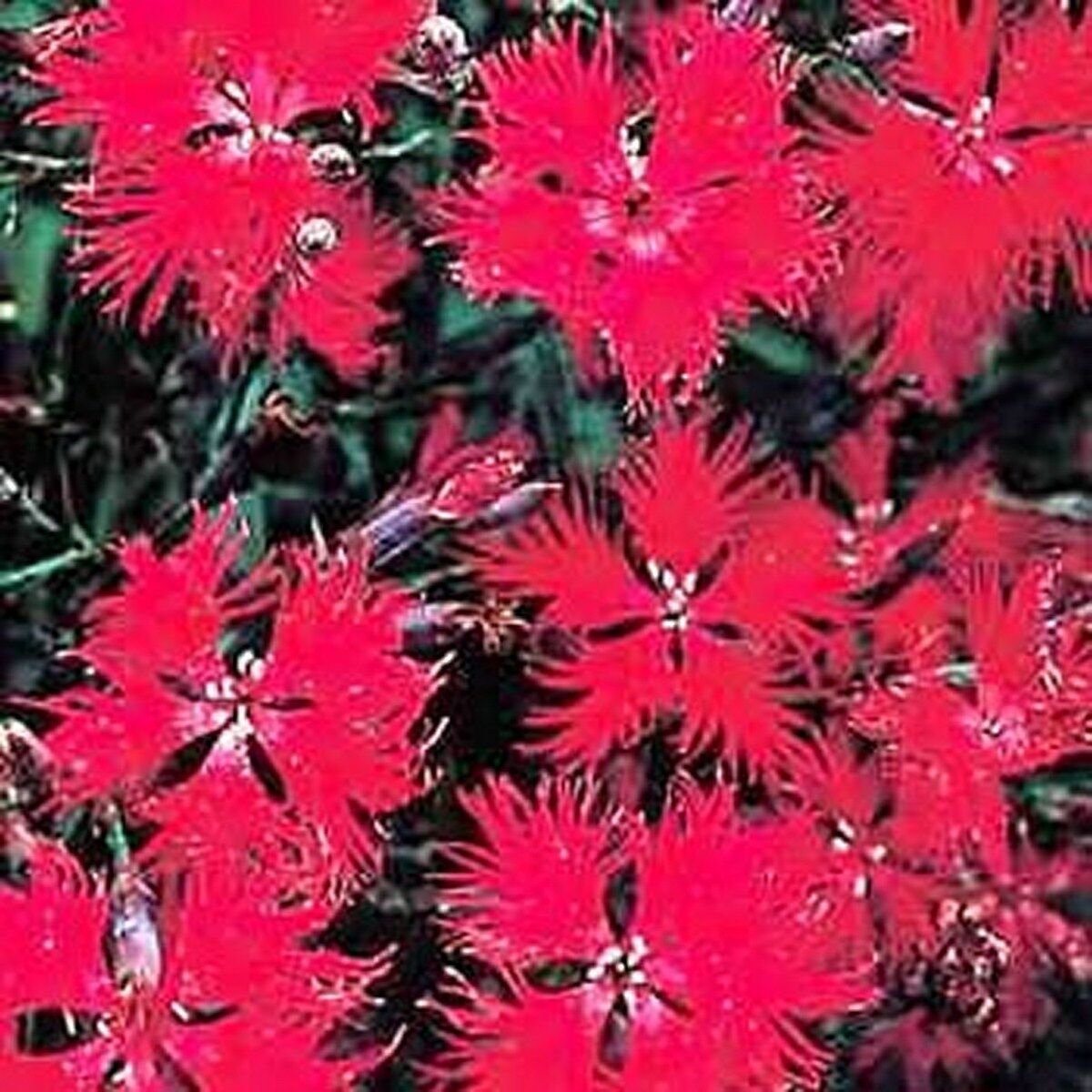 100 Seeds Dianthus- Superbus- Red