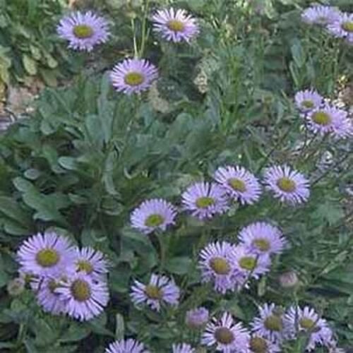 100 Seeds Erigeron- Macranthus