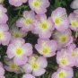 200 Seeds Evening Primrose - Pink