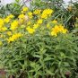 500 Seeds Evening Primrose (Oenothera Lamarckiana