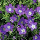 100 Seeds Legousia- Blue