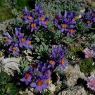 50 Seeds Linaria- Alpina