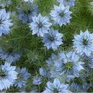 100 Seeds  Love In A Mist- Blue - Nigella