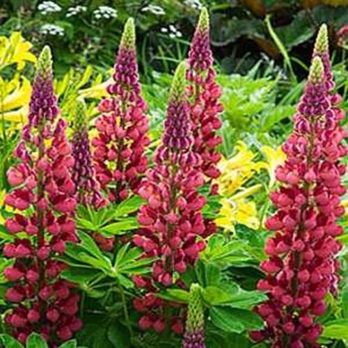25 Seeds Lupine-Polyphyllus- My Castle-