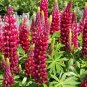 25 Seeds Lupine-Polyphyllus- My Castle-