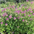 50 seeds Monarda- Mintleaf- Fistulosa- Bee Balm