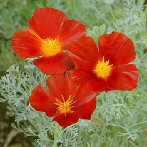 500 Seeds Poppy - Red Chief