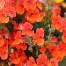 100 Seeds Nemesia- Orange Prince
