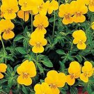 50 Seeds Viola- Yellow Perfection