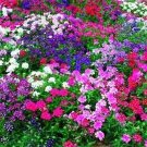 50 Seeds Verbena- Mixed Colors