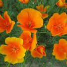500 Seeds Poppy- California Orange