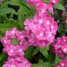 50 Seeds Verbena- Rose