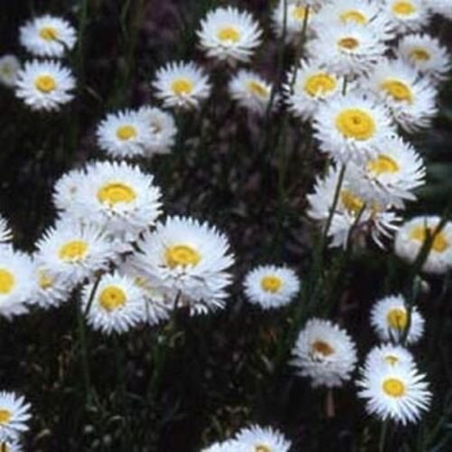 50 Seeds Paper Daisy- Helipterum- White