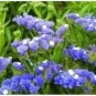 50 Seeds Statice- Limonium- Blue River