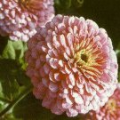 100 Seeds Zinnia- Luminous Pink