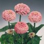 100 Seeds Zinnia- Luminous Pink