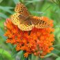 25 Seeds Milkweed- Swamp - Butterfly-Asclepias Tuberosa
