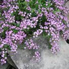 200 Seeds Soapwort- (Saponaria)- Rose/Pink