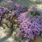 200 Seeds Soapwort- (Saponaria)- Rose/Pink