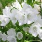 50 Seeds Viper's Bugloss- Echium- White