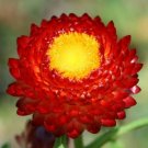 Strawflower- Helichrysum- Fireball - 200 Seeds