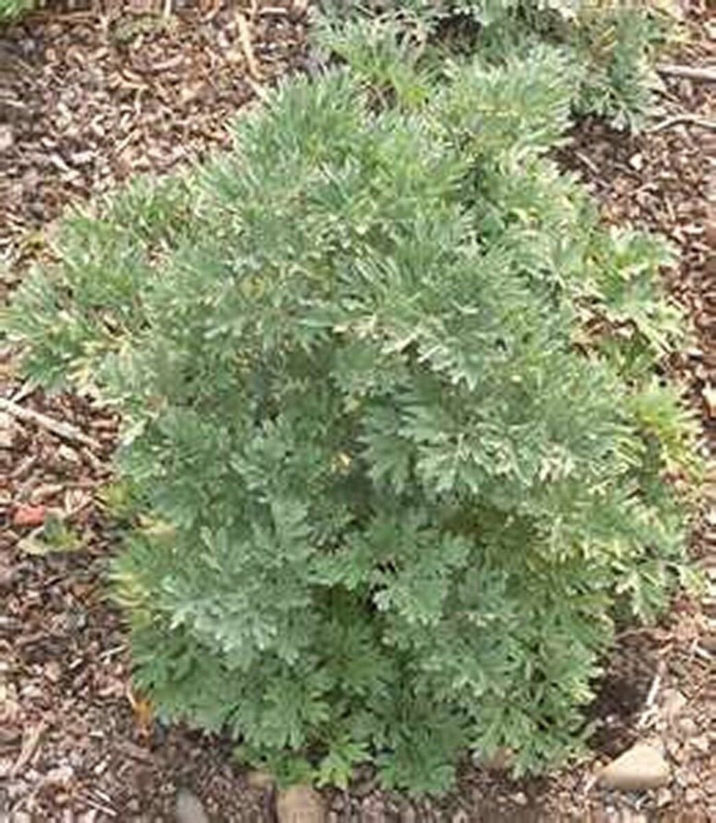 100 Seeds Wormwood