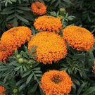 50 seeds Marigold (Tagetes Erecta Tall) Sierra Orange