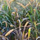 25 Seeds Setaria -Hylander (Italica)