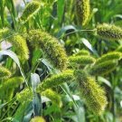 100 Seeds Setaria Macrocheaeta (Italica)