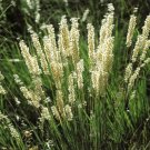 25 Seeds Melica- Cillata