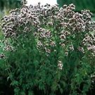 100 Seeds Oregano- Greek( origanum heracleoticum)