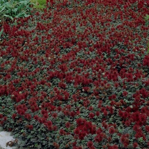 25 Seeds Acaena Microphylla)