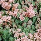 25 Seeds Sedum- Hispanicum)