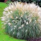 25 Seeds Chinese Silver Grass- Early Hybrids(miscanthus)