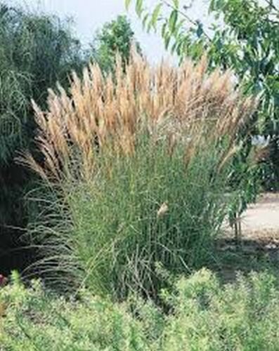 10 Seeds Chinese Silver Grass- New Hybrids(miscanthus)