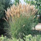 10 Seeds Chinese Silver Grass- New Hybrids(miscanthus)