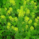 100 Seeds Mustard- Black (Brassica Nigra)