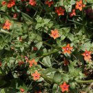 100 Seeds Pimpernel (Anagallis Arvensis)