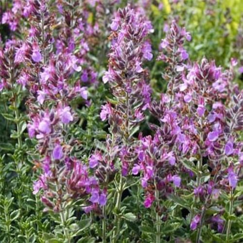 25 Seeds Germander (Teucrium Chamaedris)