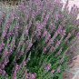 25 Seeds Germander (Teucrium Chamaedris)