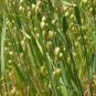 25 Seeds Quaking Grass (briza maxima)