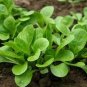 25 Seeds Corn Salad (Valerianella Locusta)